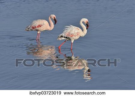 "Lesser Flamingo (Phoenicopterus minor), two flamingoes wading in Lake Nakuru, Lake Nakuru National Park, near Nakuru, Rift Valley Province, Kenya, Africa" View Large Photo Image Stock Photo - "Lesser Flamingo (Phoenicopterus minor), two flamingoes wading in Lake Nakuru, Lake Nakuru National Park, near Nakuru, Rift Valley Province, Kenya, Africa". Fotosearch