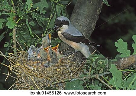 Stock Photograph - "Lesser Gray Shrike (Lanius minor) adult feeding young in the nest, Hortobagy, Hungary, Europe". Fotosearch