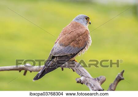 Picture - "Lesser Kestrel (Falco naumanni), Extremadura, Spain, Europe". Fotosearch