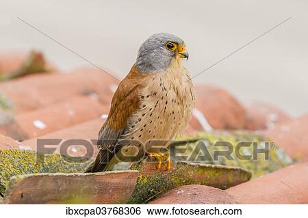 "Lesser Kestrel (Falco naumanni), Extremadura, Spain, Europe" View Large Photo Image Stock Photograph - "Lesser Kestrel (Falco naumanni), Extremadura, Spain, Europe". Fotosearch