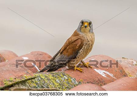 "Lesser Kestrel (Falco naumanni), Extremadura, Spain, Europe" View Large Photo Image Stock Photography - "Lesser Kestrel (Falco naumanni), Extremadura, Spain, Europe". Fotosearch