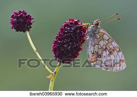 Stock Image - "Lesser Marbled Fritillary (Brenthis ino), Tyrol, Austria, Europe". Fotosearch