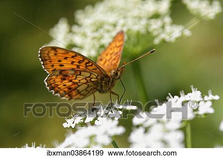 "Lesser Marbled Fritillary (Brenthis ino) Kirchseemoor, Upper Bavaria, Bavaria, Germany, Europe" View Large Photo Image Stock Photo - "Lesser Marbled Fritillary (Brenthis ino) Kirchseemoor, Upper Bavaria, Bavaria, Germany, Europe". Fotosearch