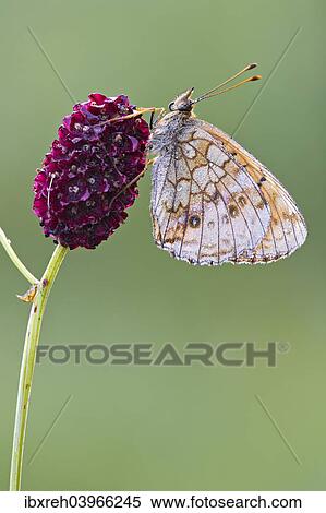 Stock Photography - "Lesser Marbled Fritillary (Brenthis ino), Tyrol, Austria, Europe". Fotosearch