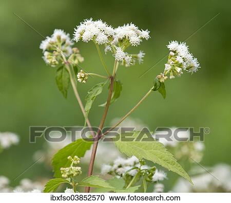 "Lesser Snakeroot (Eupatorium aromaticum), flowering, Thuringia, Germany, Europe" View Large Photo Image Stock Image - "Lesser Snakeroot (Eupatorium aromaticum), flowering, Thuringia, Germany, Europe". Fotosearch