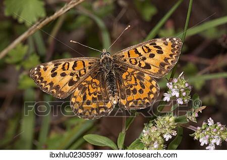 "Lesser Spotted Fritillary (Melitaea trivia), basking in sun, Lake Kerkini region, Greece, Europe" View Large Photo Image Stock Photo - "Lesser Spotted Fritillary (Melitaea trivia), basking in sun, Lake Kerkini region, Greece, Europe". Fotosearch