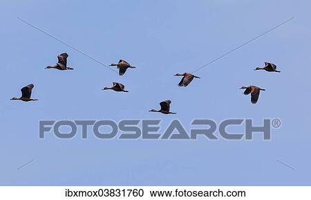 "Lesser Whistling Ducks (Dendrocygna javanica), the nature reserve near Godahena, Galle region, Southern Province, Sri Lanka, Asia" View Large Photo Image Stock Image - "Lesser Whistling Ducks (Dendrocygna javanica), the nature reserve near Godahena, Galle region, Southern Province, Sri Lanka, Asia". Fotosearch