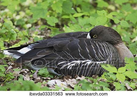 "Lesser White-fronted Goose (Anser erythropus), Wiesbaden, Hesse, Germany, Europe" View Large Photo Image Stock Image - "Lesser White-fronted Goose (Anser erythropus), Wiesbaden, Hesse, Germany, Europe". Fotosearch