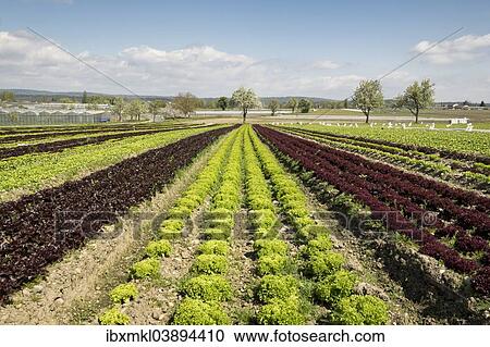 "Lettuce field, Reichenau island, Baden-Wurttemberg, Germany, Europe" View Large Photo Image Stock Image - "Lettuce field, Reichenau island, Baden-Wurttemberg, Germany, Europe". Fotosearch