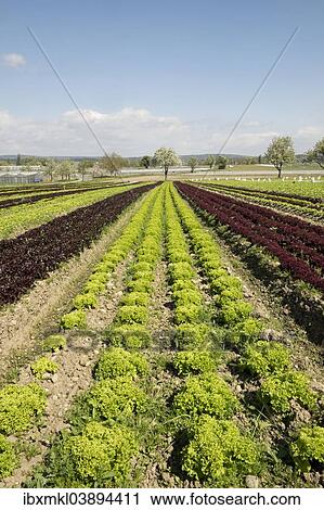 "Lettuce field, Reichenau island, Baden-Wurttemberg, Germany, Europe" View Large Photo Image Stock Image - "Lettuce field, Reichenau island, Baden-Wurttemberg, Germany, Europe". Fotosearch