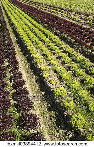 "Lettuce field, Reichenau island, Baden-Wurttemberg, Germany, Europe" View Large Photo Image Stock Image - "Lettuce field, Reichenau island, Baden-Wurttemberg, Germany, Europe". Fotosearch