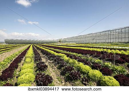 "Lettuce field, Reichenau island, Baden-Wurttemberg, Germany, Europe" View Large Photo Image Stock Photo - "Lettuce field, Reichenau island, Baden-Wurttemberg, Germany, Europe". Fotosearch