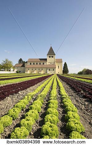 "Lettuce field, the Church of Saint George at the back, Reichenau Island, Baden-Wurttemberg, Germany, Europe" View Large Photo Image Stock Photo - "Lettuce field, the Church of Saint George at the back, Reichenau Island, Baden-Wurttemberg, Germany, Europe". Fotosearch