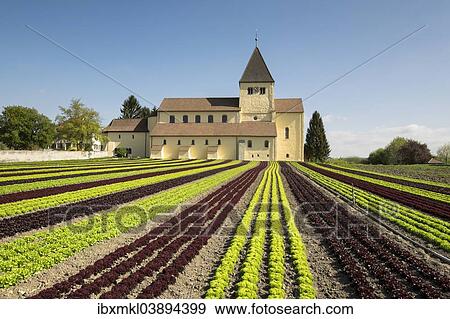 Stock Photo - "Lettuce field, the Church of Saint George at the back, Reichenau Island, Baden-Wurttemberg, Germany, Europe". Fotosearch