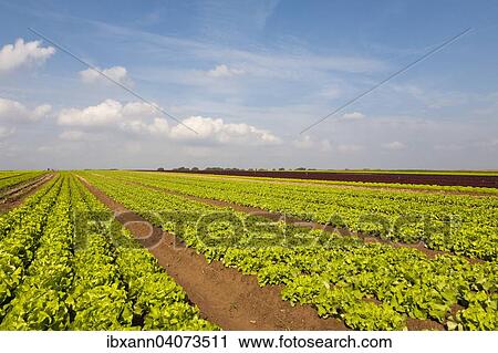 "Lettuce fields, Southern Palatinate, Palatinate, Rhineland-Palatinate, Germany, Europe" View Large Photo Image Stock Image - "Lettuce fields, Southern Palatinate, Palatinate, Rhineland-Palatinate, Germany, Europe". Fotosearch