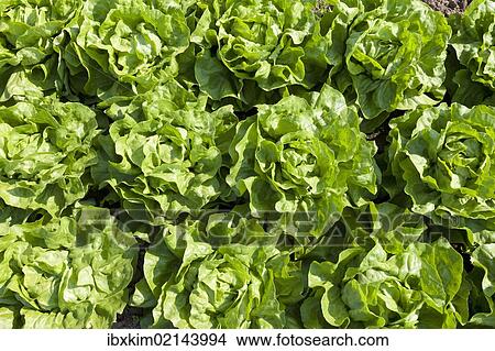 Lettuce in the field View Large Photo Image Picture - Lettuce in the field. Fotosearch