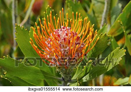 "Leucospermum erubescens, Capensis, Cape Floristic Region, South Africa, Africa" View Large Photo Image Picture - "Leucospermum erubescens, Capensis, Cape Floristic Region, South Africa, Africa". Fotosearch
