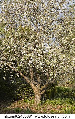 Stock Image - "Liberty apple tree in a landscaped front yard garden at springtime, Lanaudiere, Quebec, Canada, North America". Fotosearch