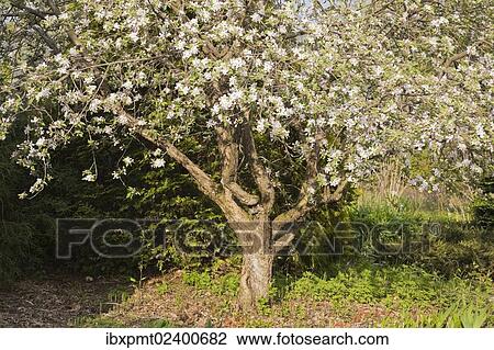 Stock Image - "Liberty apple tree in a landscaped front yard garden at springtime, Lanaudiere, Quebec, Canada, North America". Fotosearch