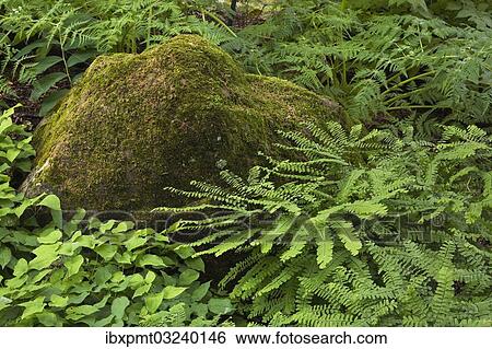"Lichen and moss covered rock, Quebec Province, Canada, North America" View Large Photo Image Stock Photograph - "Lichen and moss covered rock, Quebec Province, Canada, North America". Fotosearch