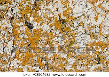 "Lichen (Caloplaca) on rock, Isfjorden, Spitsbergen, Svalbard Islands, Svalbard and Jan Mayen, Norway, Europe" View Large Photo Image Stock Image - "Lichen (Caloplaca) on rock, Isfjorden, Spitsbergen, Svalbard Islands, Svalbard and Jan Mayen, Norway, Europe". Fotosearch