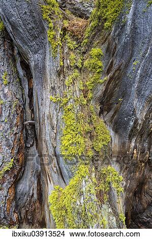 Lichen on a dead Swiss Stone Pine (Pinus cembra) View Large Photo Image Picture - Lichen on a dead Swiss Stone Pine (Pinus cembra). Fotosearch