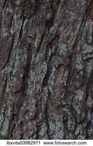 "Lichen on tree bark, Germany, Europe" View Large Photo Image Stock Image - "Lichen on tree bark, Germany, Europe". Fotosearch