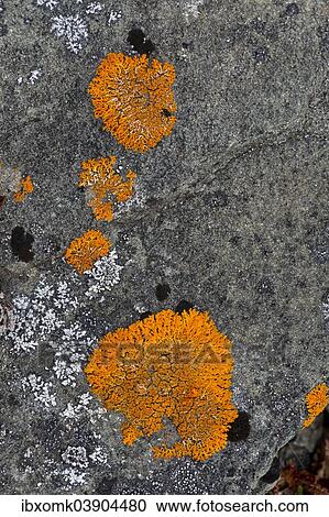 "Lichens (Caloplaca) on rock, Liefdefjorden fjord, Spitsbergen, Svalbard Islands, Svalbard and Jan Mayen, Norway, Europe" View Large Photo Image Stock Image - "Lichens (Caloplaca) on rock, Liefdefjorden fjord, Spitsbergen, Svalbard Islands, Svalbard and Jan Mayen, Norway, Europe". Fotosearch