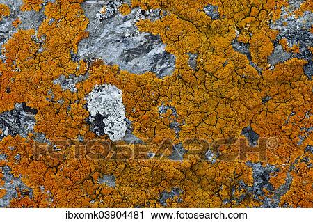 "Lichens (Caloplaca) on rock, Liefdefjorden fjord, Spitsbergen, Svalbard Islands, Svalbard and Jan Mayen, Norway, Europe" View Large Photo Image Stock Image - "Lichens (Caloplaca) on rock, Liefdefjorden fjord, Spitsbergen, Svalbard Islands, Svalbard and Jan Mayen, Norway, Europe". Fotosearch