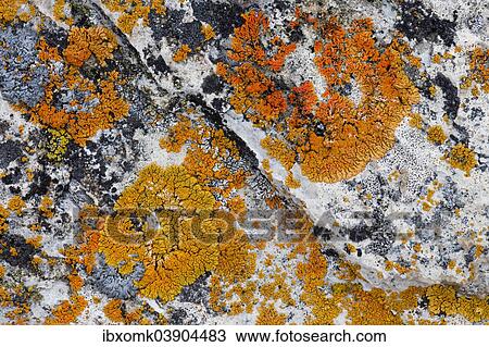 "Lichens (Caloplaca) on rock, Liefdefjorden fjord, Spitsbergen, Svalbard Islands, Svalbard and Jan Mayen, Norway, Europe" View Large Photo Image Stock Image - "Lichens (Caloplaca) on rock, Liefdefjorden fjord, Spitsbergen, Svalbard Islands, Svalbard and Jan Mayen, Norway, Europe". Fotosearch