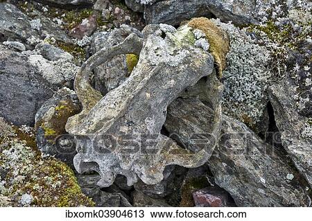 "Lichens growing on the skull of a Polar Bear, Liefdefjorden fjord, Spitsbergen, Svalbard Islands, Svalbard and Jan Mayen, Norway, Europe" View Large Photo Image Stock Image - "Lichens growing on the skull of a Polar Bear, Liefdefjorden fjord, Spitsbergen, Svalbard Islands, Svalbard and Jan Mayen, Norway, Europe". Fotosearch