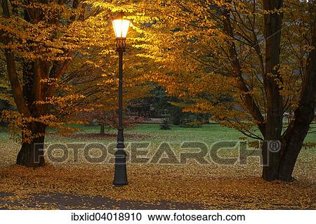 "Light between trees in a park, evening mood, autumn, Karlovy Vary, Czech Republic, Europe" View Large Photo Image Stock Image - "Light between trees in a park, evening mood, autumn, Karlovy Vary, Czech Republic, Europe". Fotosearch