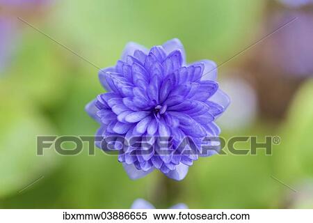 Stock Photography - "Light blue Hepatica or Liverwort (Hepatica), cultivar, close-up". Fotosearch