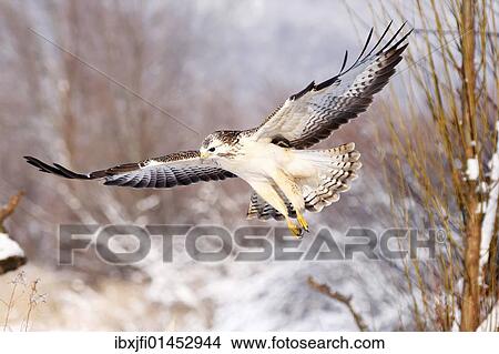 "Light Common Buzzard (Buteo buteo) flying, winter, Germany, Europe" View Large Photo Image Picture - "Light Common Buzzard (Buteo buteo) flying, winter, Germany, Europe". Fotosearch