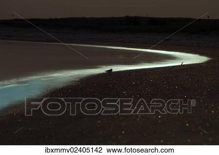 "Light of the full moon on the beach, bioluminescence, Sea Sparkle (Noctiluca scintillans), Minsener Oog, East Frisian Islands, Lower Saxony Wadden Sea National Park, Lower Saxony, Germany, Europe" View Large Photo Image Stock Image - "Light of the full moon on the beach, bioluminescence, Sea Sparkle (Noctiluca scintillans), Minsener Oog, East Frisian Islands, Lower Saxony Wadden Sea National Park, Lower Saxony, Germany, Europe". Fotosearch