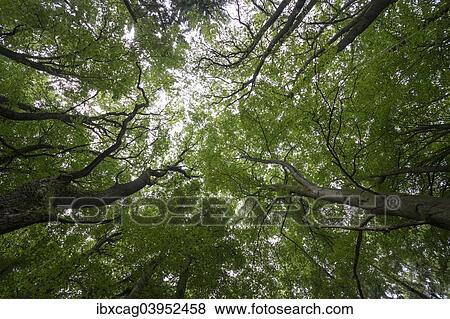 "Light streaming through the canopy of a mixed Beech forest (Fagus sylvatica), in summer, Hohemark, Oberursel, Taunus, Hesse, Germany, Europe" View Large Photo Image Stock Photo - "Light streaming through the canopy of a mixed Beech forest (Fagus sylvatica), in summer, Hohemark, Oberursel, Taunus, Hesse, Germany, Europe". Fotosearch