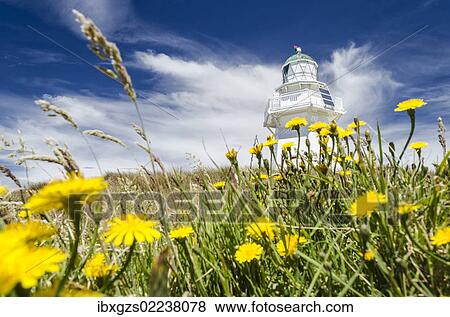 "Lighthouse at Waipapa Point with clouds at back, Hawkweed (Hieracium) at front, Otara, Fortrose, Southland, New Zealand, Oceania" View Large Photo Image Stock Photo - "Lighthouse at Waipapa Point with clouds at back, Hawkweed (Hieracium) at front, Otara, Fortrose, Southland, New Zealand, Oceania". Fotosearch