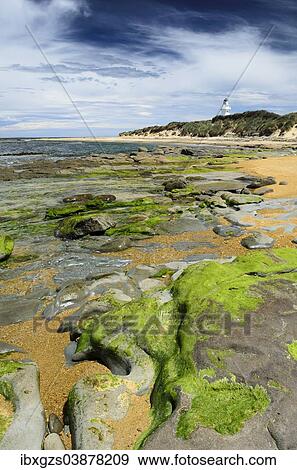 "Lighthouse at Waipapa Point with clouds in the sky, algae covered rocks at the front, Otara, Fortrose, Southland Region, South Island, New Zealand, Oceania" View Large Photo Image Stock Photo - "Lighthouse at Waipapa Point with clouds in the sky, algae covered rocks at the front, Otara, Fortrose, Southland Region, South Island, New Zealand, Oceania". Fotosearch