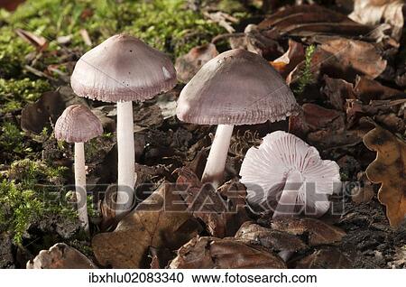 "Lilac Bonnet (Mycena pura), Untergroeningen, Baden-Wuerttemberg, Germany, Europe" View Large Photo Image Stock Image - "Lilac Bonnet (Mycena pura), Untergroeningen, Baden-Wuerttemberg, Germany, Europe". Fotosearch