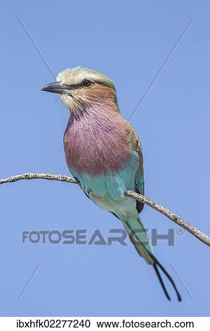 "Lilac-breasted roller (Coracias caudatus), Etosha National Park, Namibia, Africa" View Large Photo Image Stock Image - "Lilac-breasted roller (Coracias caudatus), Etosha National Park, Namibia, Africa". Fotosearch