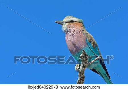 "Lilac-breasted Roller (Coracias caudatus), perched on a branch, Etosha National Park, Namibia, Africa" View Large Photo Image Stock Image - "Lilac-breasted Roller (Coracias caudatus), perched on a branch, Etosha National Park, Namibia, Africa". Fotosearch