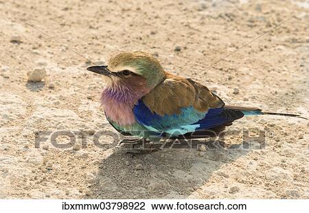 Stock Image - "Lilac-breasted Roller (Coracias caudatus), Etosha National Park, Namibia, Africa". Fotosearch