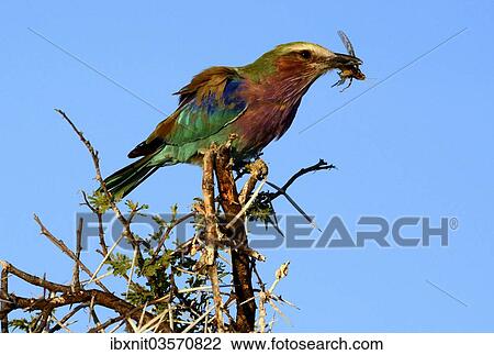 "Lilac-breasted Roller (Coracias caudatus), with a caught grasshopper, Etosha National Park, Namibia, Africa" View Large Photo Image Stock Image - "Lilac-breasted Roller (Coracias caudatus), with a caught grasshopper, Etosha National Park, Namibia, Africa". Fotosearch