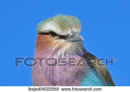"Lilac-breasted Roller (Coracias caudatus), Etosha National Park, Namibia, Africa" View Large Photo Image Stock Photo - "Lilac-breasted Roller (Coracias caudatus), Etosha National Park, Namibia, Africa". Fotosearch