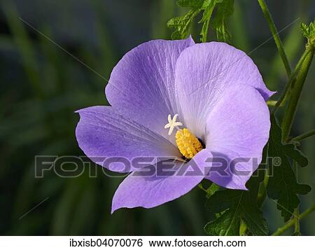 Stock Photograph - "Lilac Hibiscus (Alyogyne huegelii), Australia, Oceania". Fotosearch