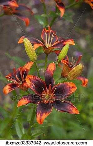 "Lilies (Lilium), Bavaria, Germany, Europe" View Large Photo Image Stock Image - "Lilies (Lilium), Bavaria, Germany, Europe". Fotosearch
