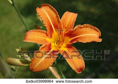 "Lily (Lilium sp. ), flower" View Large Photo Image Picture - "Lily (Lilium sp. ), flower". Fotosearch