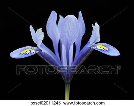 Stock Photography - Lily (Lilium). Fotosearch