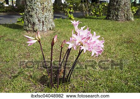 Stock Image - "Lily-of-the-Nile or African Lily (Agapanthus africanus), Azores, Portugal, Europe". Fotosearch