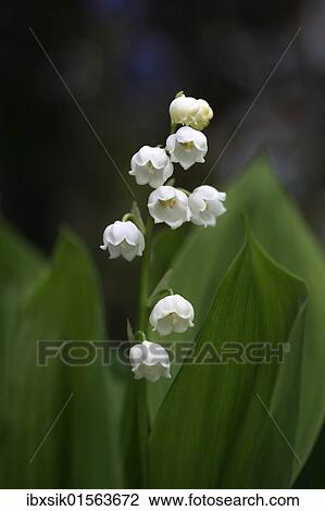 Lily of the Valley (Convallaria majalis) View Large Photo Image Stock Image - Lily of the Valley (Convallaria majalis). Fotosearch